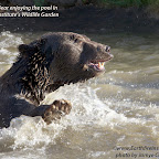 Bears