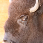 Buffalo