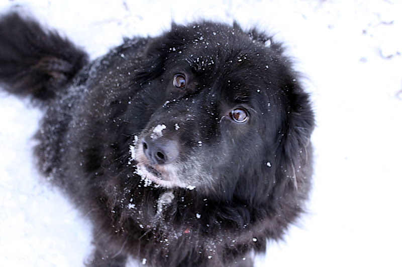 Snowy Doggy