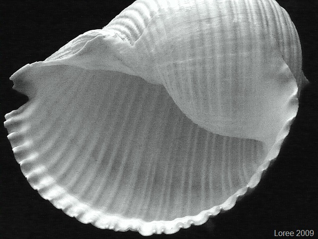 [Study of a Seashell (11)[10].jpg]