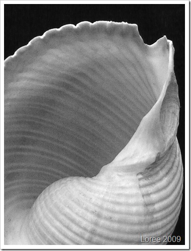 Study of a Seashell (13)