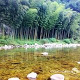 – 太平河边的竹林 – 太平河边的竹林