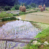 – 田埂 – 田埂