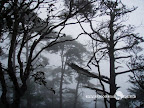 – 松柏 – 松柏