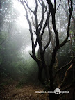 – 富有韵律的树枝 – 富有韵律的树枝