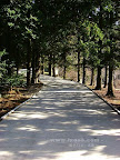 – 林中公路 – 林中公路