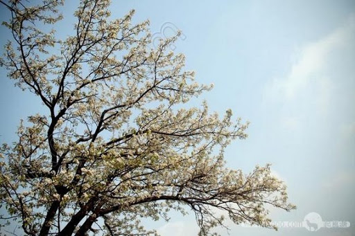  &ndash; 一树梨花，灿烂，绝尘