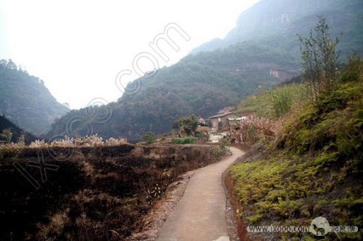  &ndash; 差一天就赶上一次火烧山，远处是冻死的芭蕉