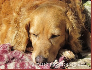 IMG_1595 IMG_1595