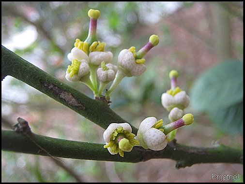 Lime blossoms 004