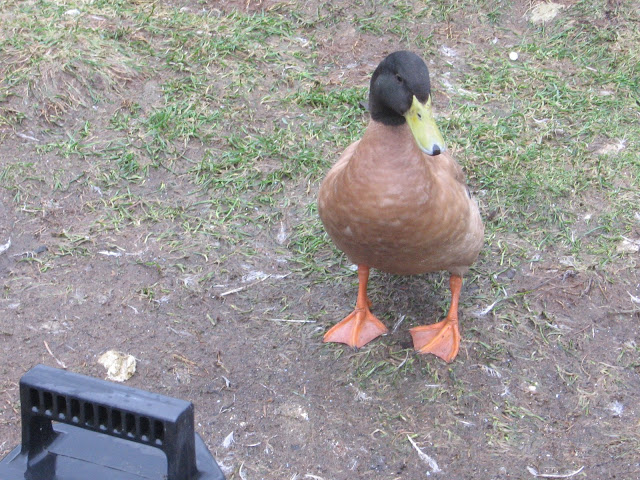 Norman the Duck