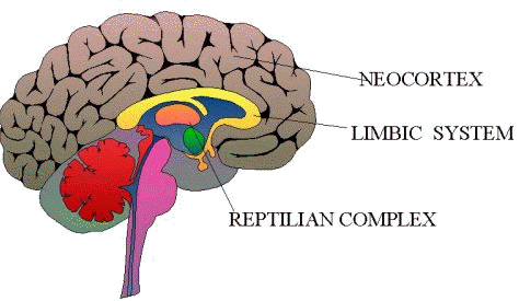 funciones del cerebro humano. funciones del cerebro humano.
