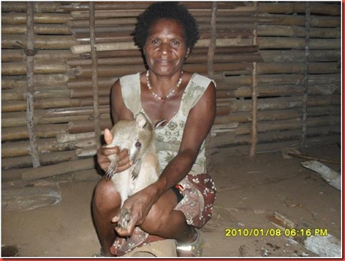 wallaby