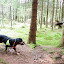 Flyvende and på vei! Sviland 5. september 2009