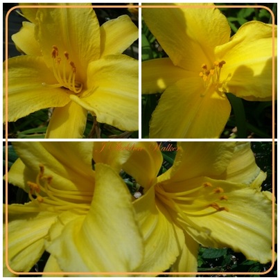 [yellow lilies[3].jpg]