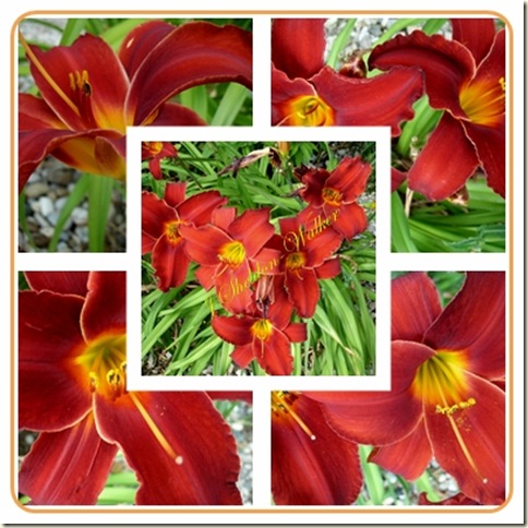 red lilies