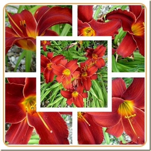 red lilies red lilies