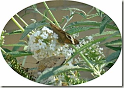 butterfly oval butterfly oval