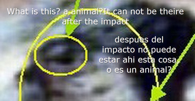 [impacto y animal_3[4].jpg]