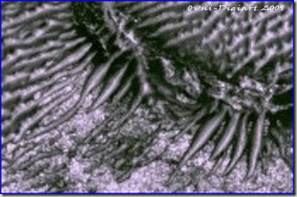 dornen_6_resize