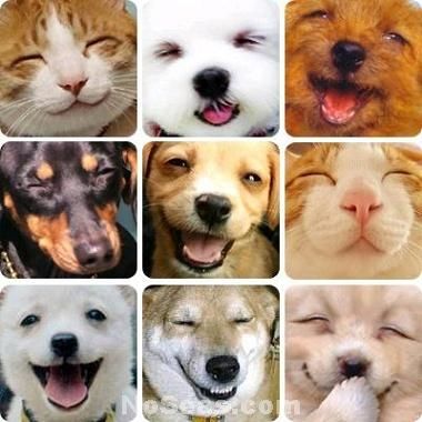 mascotas mascotas
