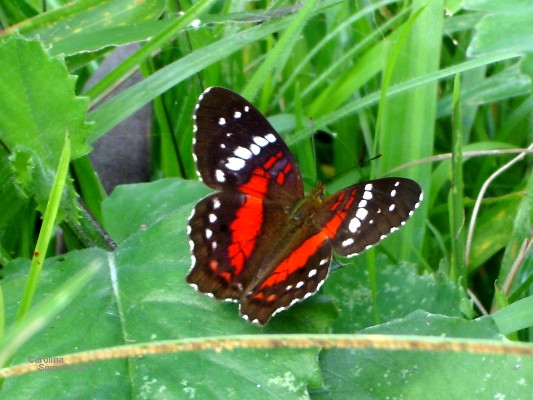 Scarlet Peacock