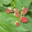 Illini Blackberry