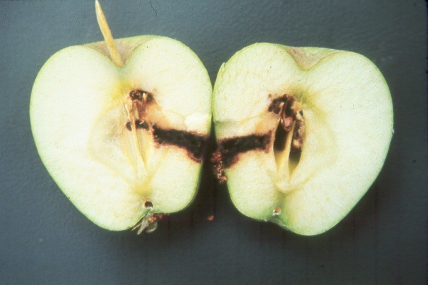 [internal_codling_moth_damage[3].jpg]