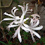 Nerine lilies