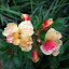 Wiley wallflowers