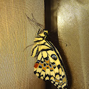 Lime Swallowtail