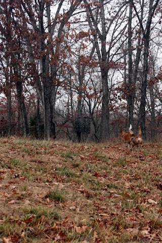 What the Buck Saw