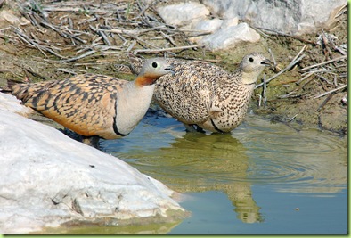 GANGA ORTEGA MACHO Y HEMBRA