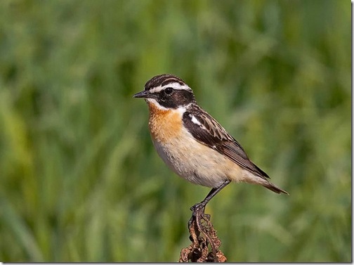 saxicola rubetra