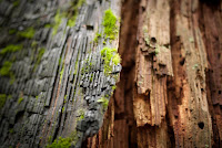moss_creek-8.jpg