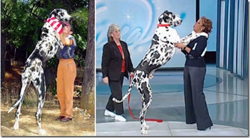 a406_tallestdog a406_tallestdog