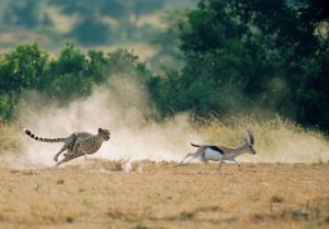 [kenyasafari300x2093.jpg]