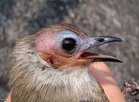 [pajaro290709afp_456_3363.jpg]