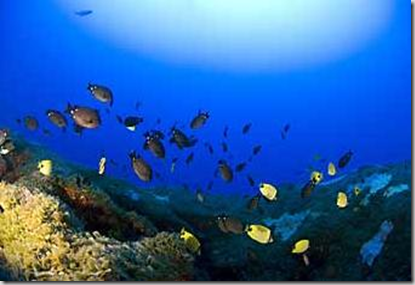 Descubren arrecifes profundos en Hawaii_1252759343667