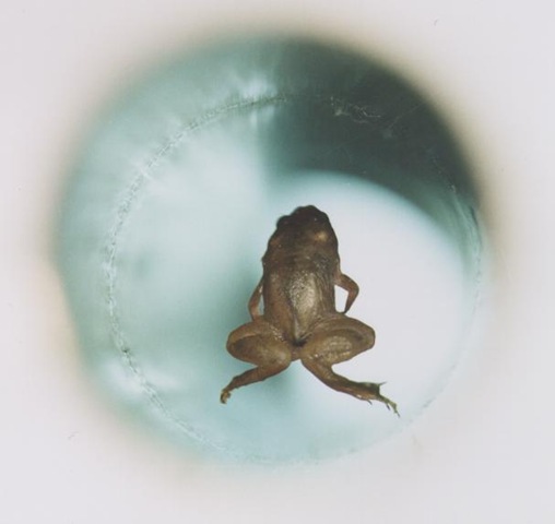 [Frog_diamagnetic_levitation3.jpg]