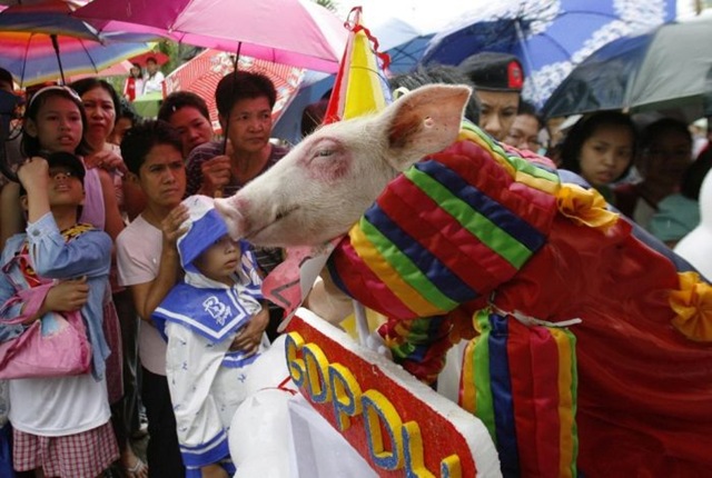 [pigs_033.jpg]