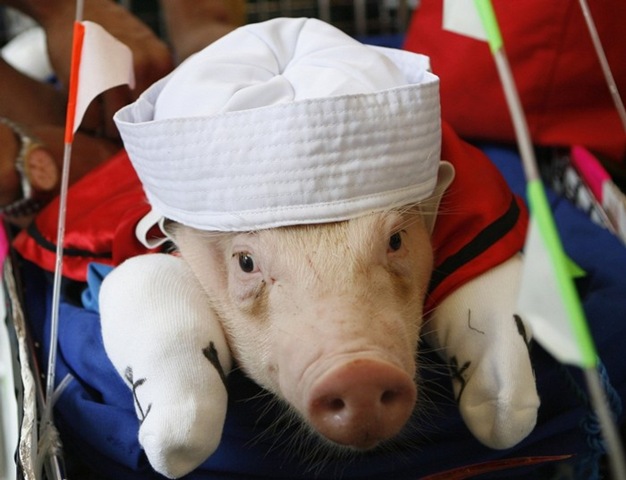 [pigs_063.jpg]