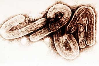 [ebola[3].jpg]
