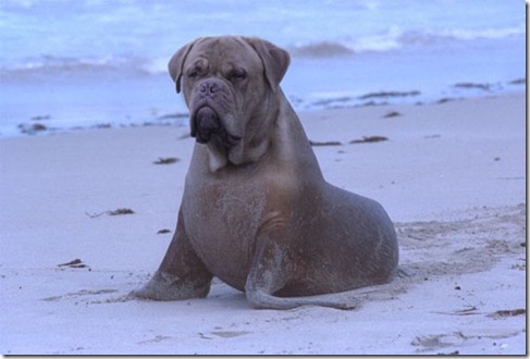 perro marino