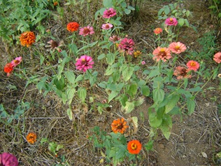 [flor[4].jpg]