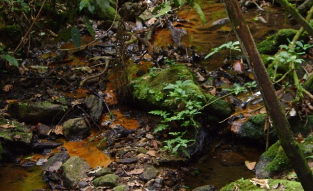 [naturesa[3].jpg]