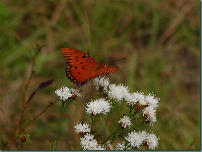 PA170047 PA170047