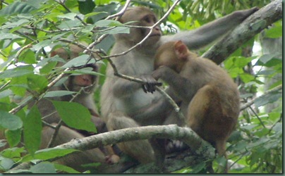 Family of Monkeys on the Silver River Family of Monkeys on the Silver River