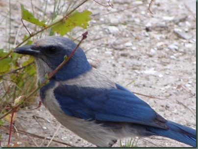 scrubjay scrubjay