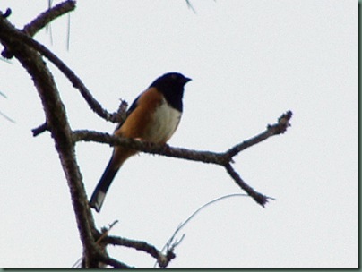 towhee towhee